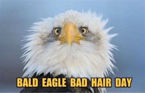 36 Funny Bird Memes