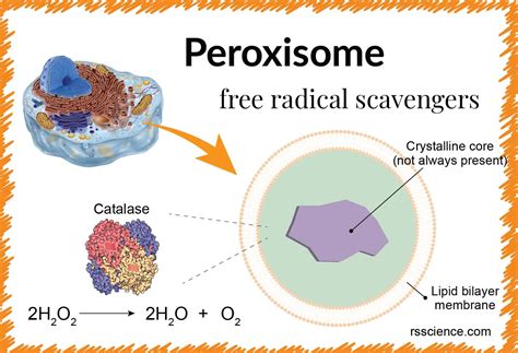 Peroxisome - free-radical scavengers - definition, structure, function, and biology