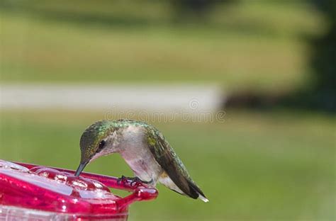 Hummingbird feeding stock photo. Image of small, animal - 14639894