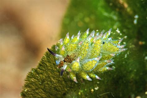 Leaf Sheep: These Cute Sea Slugs Are The Sheep Of The Sea