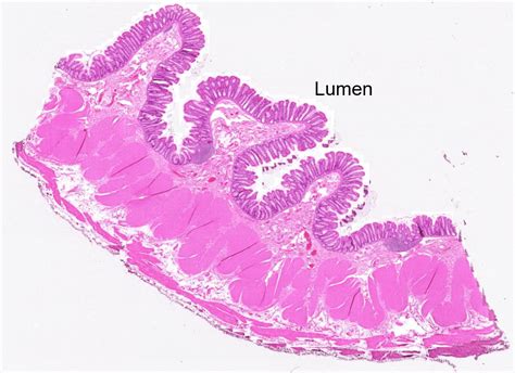 Gastrointestinal System – Histology Education