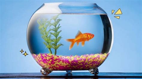 21 Jenis Ikan Hias Aquarium Paling Cantik - Best Seller Gramedia