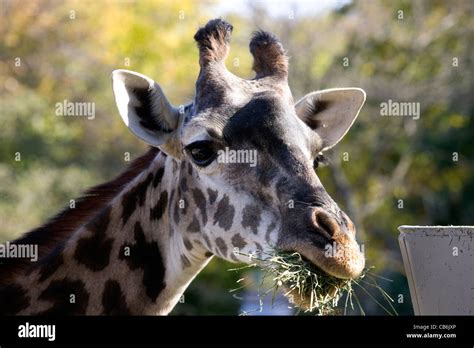 Rhode Island: Providence / Roger Williams Park & Zoo giraffe Stock ...