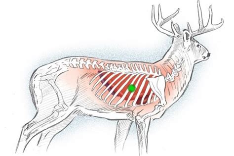 Anatomically correct deer targets - Trapperman Forums