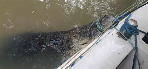 Saltwater crocodiles are slowly returning to Bali and Java. Can we learn to live alongside them?