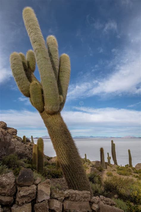 Incahuasi Cactus Island in Salar De Uyuni Salt Flat - Potosi Department ...