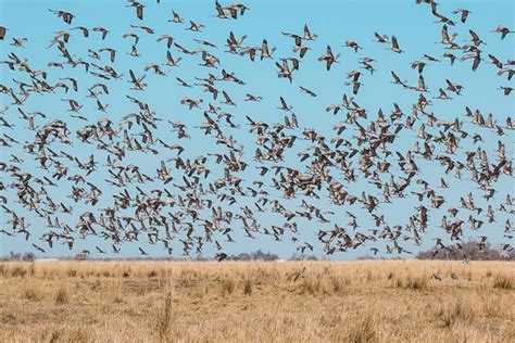 Platte River Sandhill Cranes – Greg Disch Photography