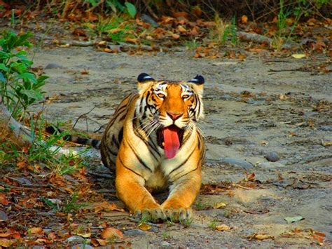 Best Wildlife Sanctuaries In Kerala | National Parks in Kerala