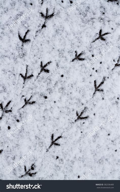 Bird Tracks In The Snow. Stock Photo 382336489 : Shutterstock