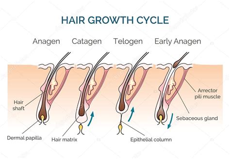 Hair growth cycle — Stock Vector © MSSA #105633312