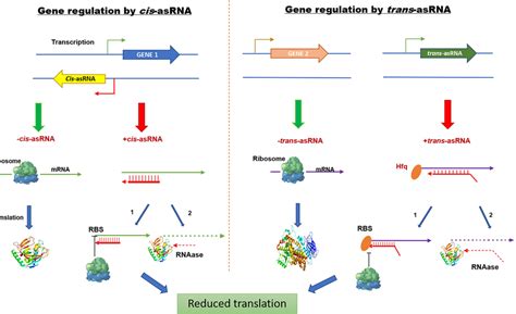 Mechanism of antisense RNA in bacteria. The antisense RNA contains... | Download Scientific Diagram