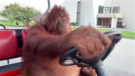 Orangutan driving golf cart meme but with Deja Vu (Initial D) song ...