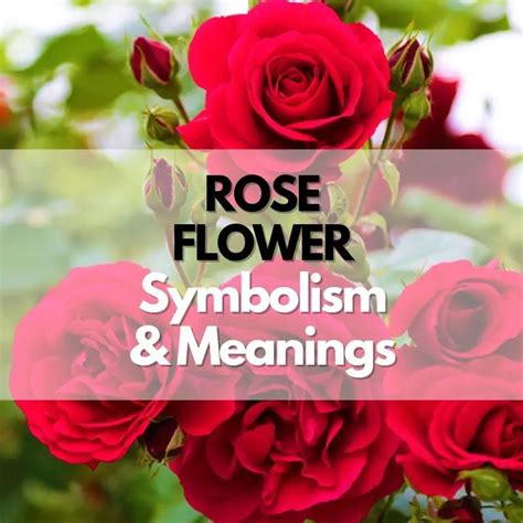 Rose: Symbolism, Meanings, and History - Symbol Genie