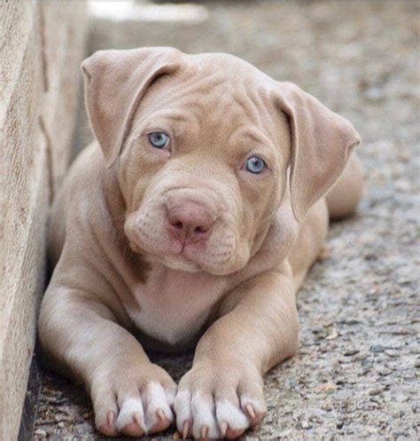 blue eyed red nose pitbull puppy | Pitbull puppies, Red nose pitbull puppies, Red nose pitbull