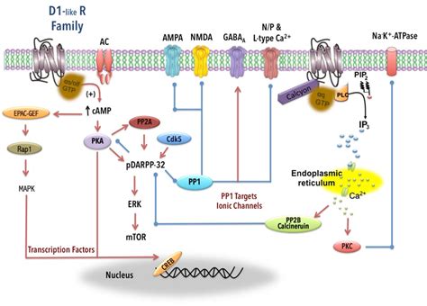 Dopamine Receptors D1 D2