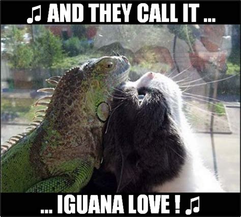 A Cats Best Friend Is His Iguana ! - Imgflip