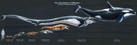 Whale Evolution Chart