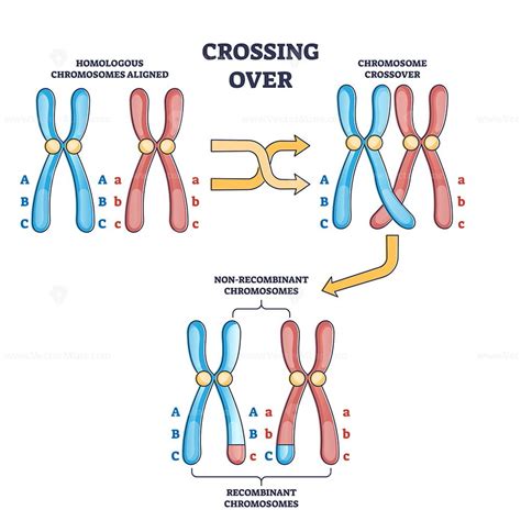 Crossing over chromosomes and homologous division process outline diagram - VectorMine