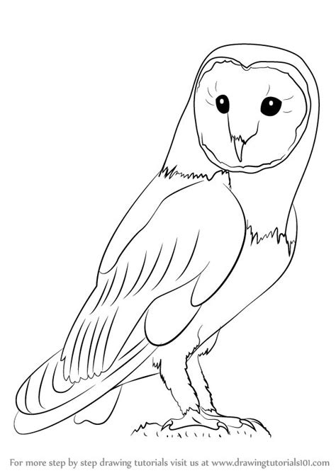 How to Draw an Owl (Owls) Step by Step | Owls drawing, Bird drawings, Owl cartoon