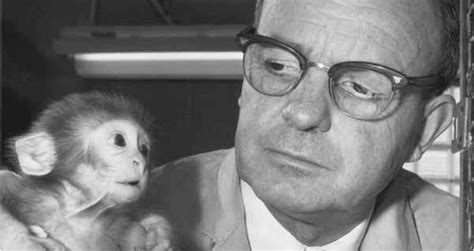 How Harry Harlow Used Monkeys For Bizarre ‘Love’ Experiments