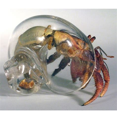 Large Clear Glass Hermit Crab Shell | dugrenier