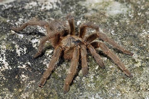 Baboon spider - Stock Image - Z430/0736 - Science Photo Library