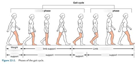 Gait Cycle Diagram | Quizlet