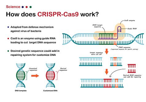 Ilustración de La Ilustración Científica Muestra Crispr Cas 9 Trabajar ...