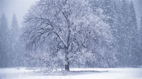 Animated Snow Falling Wallpaper - WallpaperSafari