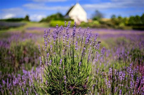 See Cotswolds Lavender Fields In Full Bloom | Visit The Cotswolds