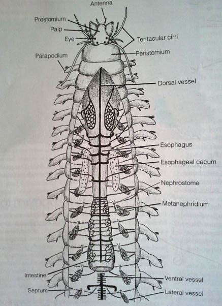 Nereis Anatomy