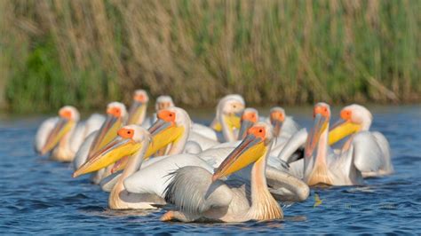 Birds from the Danube Delta - GALLERY | Birding in Romania