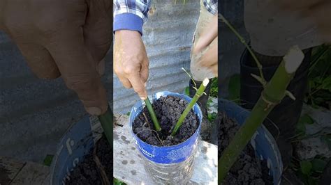 How to propagate Bamboo cuttings the Easy Way - YouTube