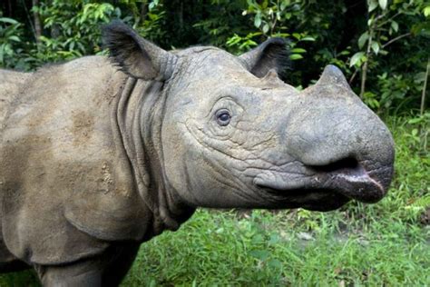 Rhino Species | Learn | Save the Rhino International