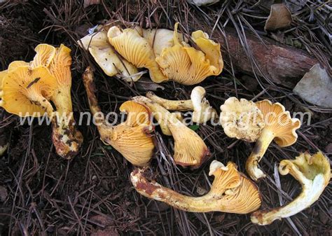 Cantharellus sp. – Neotropical Fungi