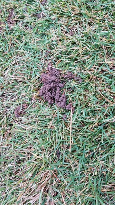 How to Reduce Worm Castings In Your Lawn | Alliance Turf, Shrub and Pest