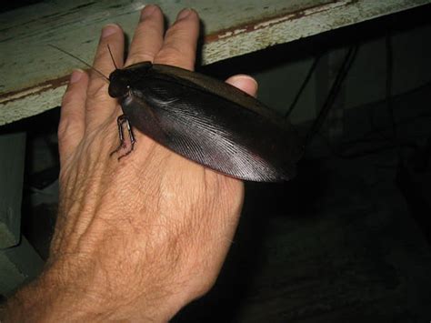 The world's largest winged cockroach is Megaloblatta longipennis found in Peru, Ecuador and ...