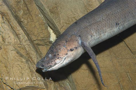 African Lungfish Photo, Stock Photograph of an African Lungfish ...