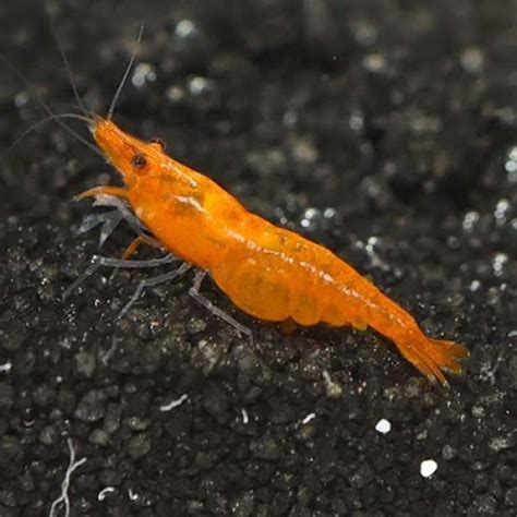 Buy Orange Pumpkin Fresh Water Shrimp Online - AQUAStore.in