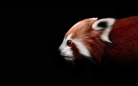 Red panda artwork wallpaper | 1920x1200 | #10930