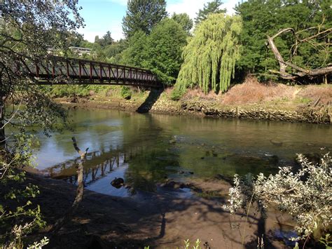 Salmon SEEson: Duwamish River Salmon Viewing