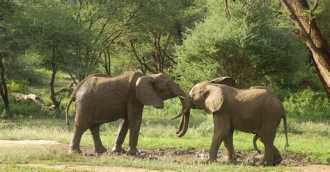 6-Day Tanzania's Big Five Safaris - Adventure and Safaris