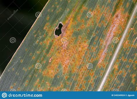 Orange Corn Rust Fungus on Leaf of Cornstalk. Stock Photo - Image of ...