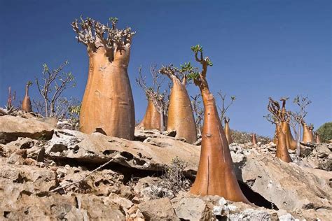 Travel to Socotra | Rocky Road Travel | Socotra Tours