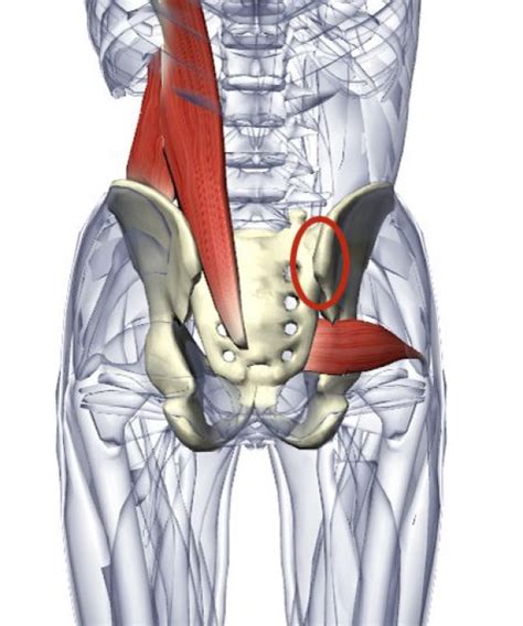 Body Blogg: Sacroiliac joint dysfunction #PsoasExercises in 2020 ...