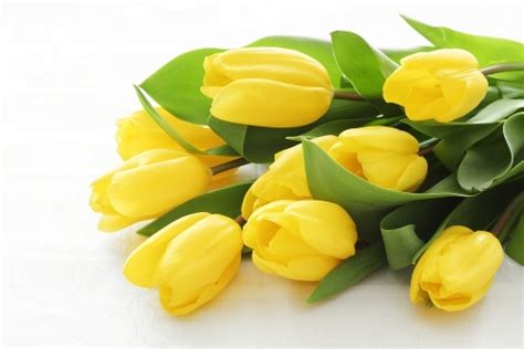 Ý nghĩa hoa tulip vàng đẹp nhất