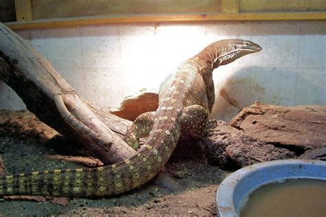 Argus Monitor Facts and Pictures | Reptile Fact