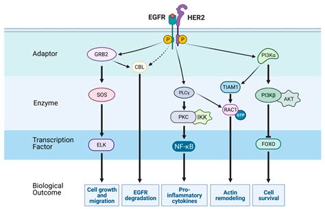 Cancers | Free Full-Text | EGFR in Cancer: Signaling Mechanisms, Drugs, and Acquired Resistance