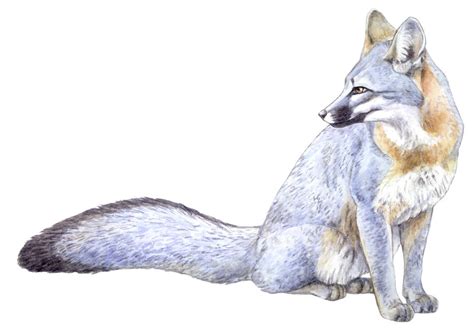 Gray Fox by silvercrossfox on DeviantArt