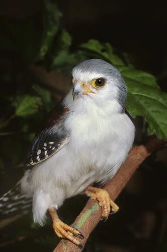 Pygmy Falcon | The pygmy falcon can be found nesting in soci… | Flickr